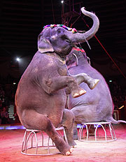 Jana Mandana und James Puydebois